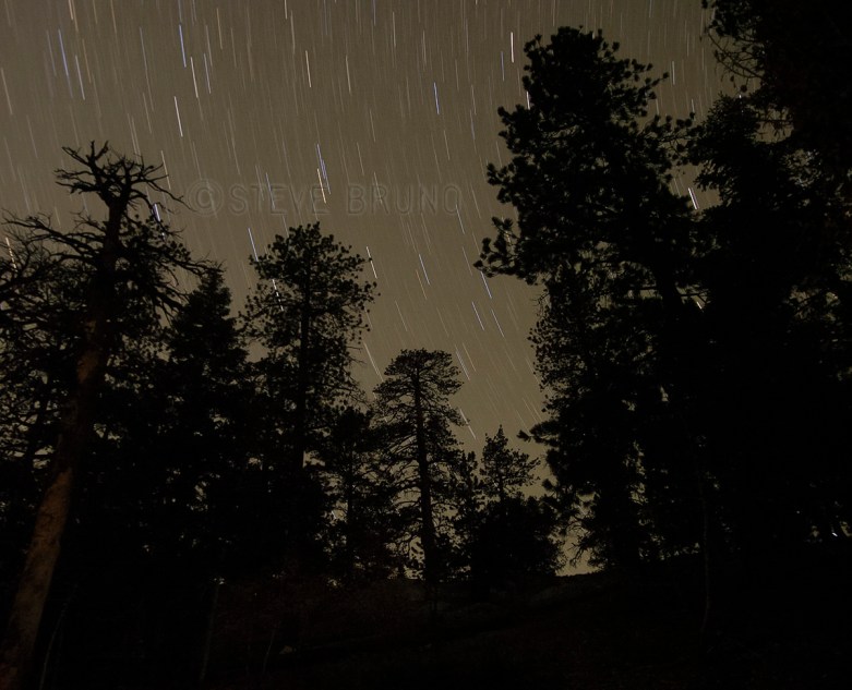 Stars above the forest of Mount Charleston