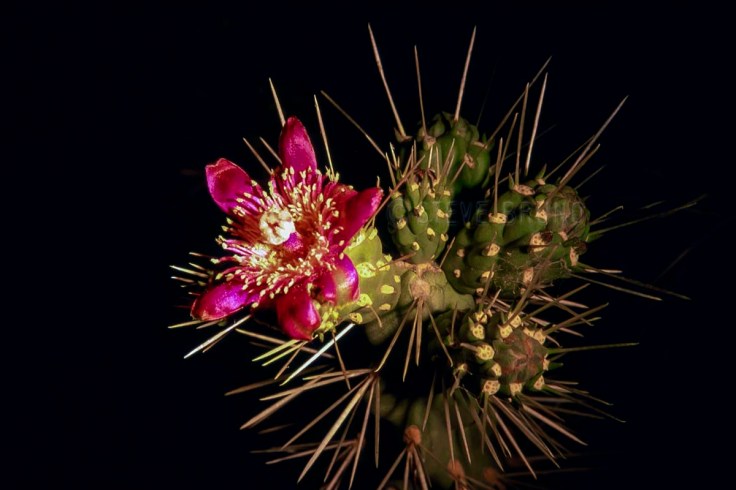 night cactus