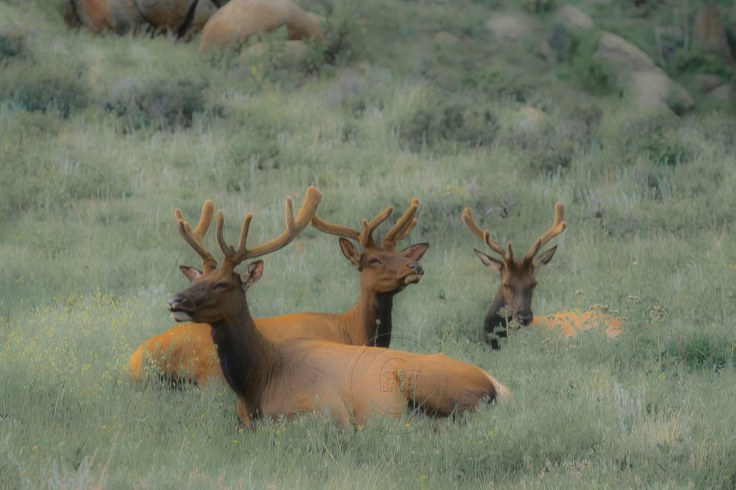 Three Elk-Rocky Mountain Park-Steve Bruno