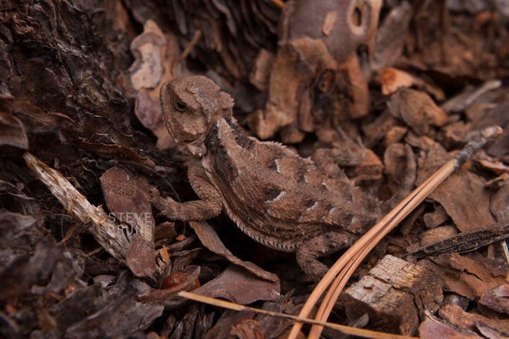 Small Lizard - Steve Bruno