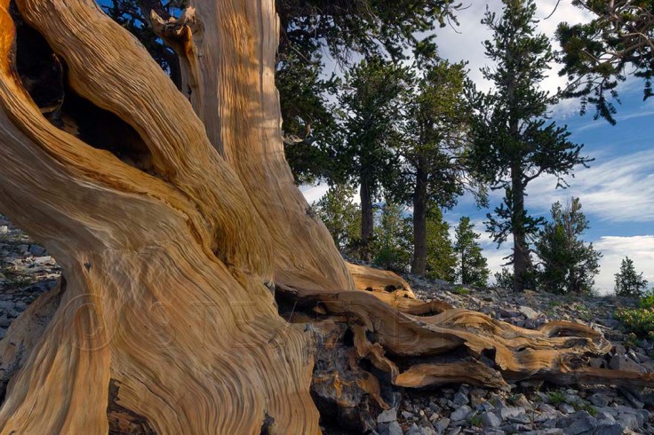 The base of a bristlecone pine tree on Mount Charleston, Nevada by Steve Bruno.