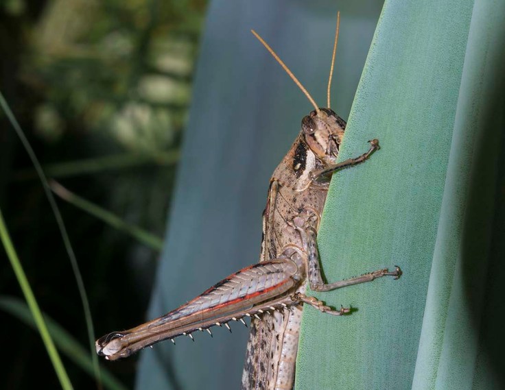 grasshopper - Steve Bruno