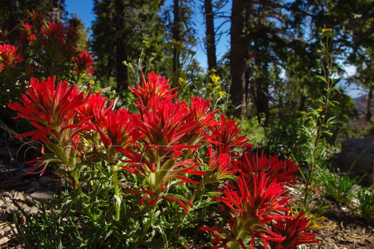 Indian Paintbrush flowers in early summer on Mount Charleston, Nevada by Steve Bruno