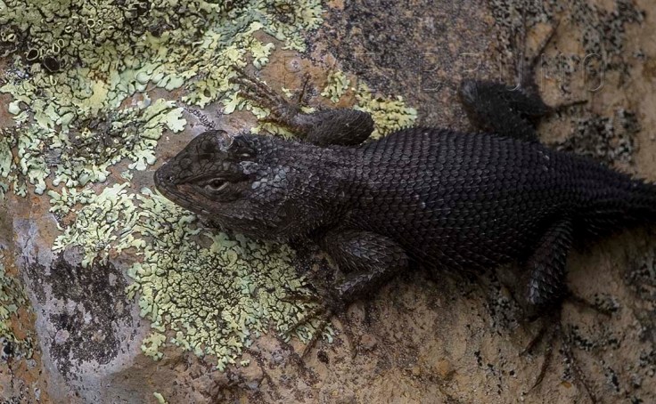 Lizard with a gash on its head, southeastern Arizona, photo by Steve Bruno