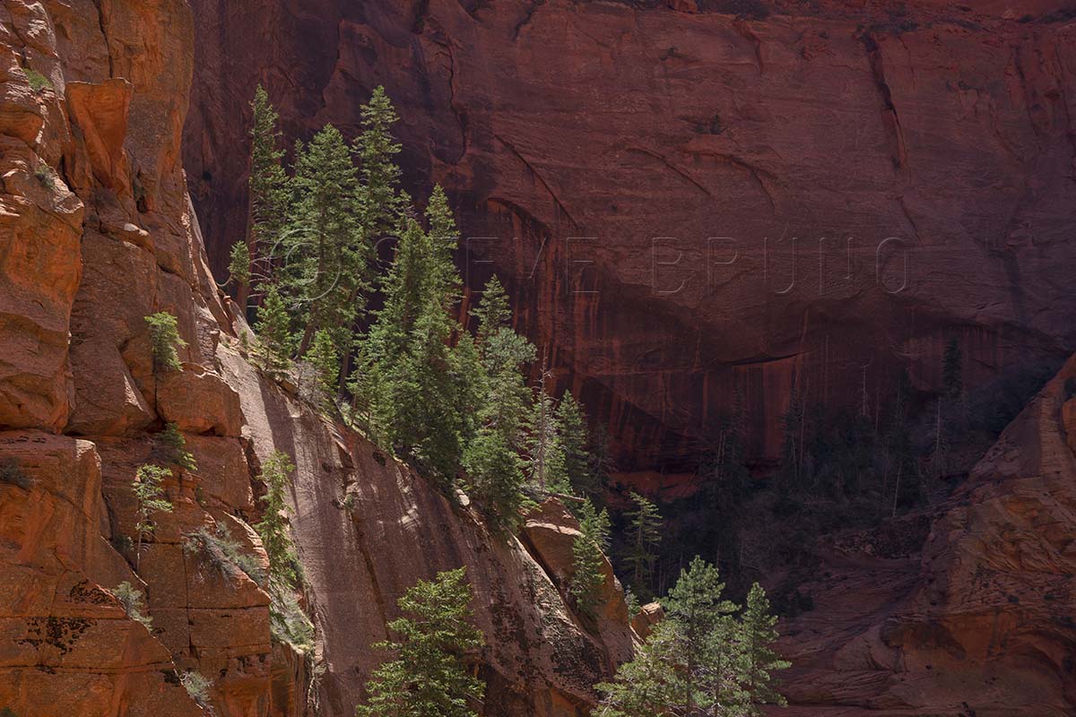Taylor Creek Canyon, Zion National Park, Utah