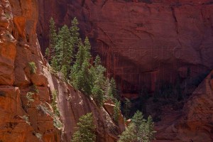 Taylor Creek Canyon, Zion National Park, Utah