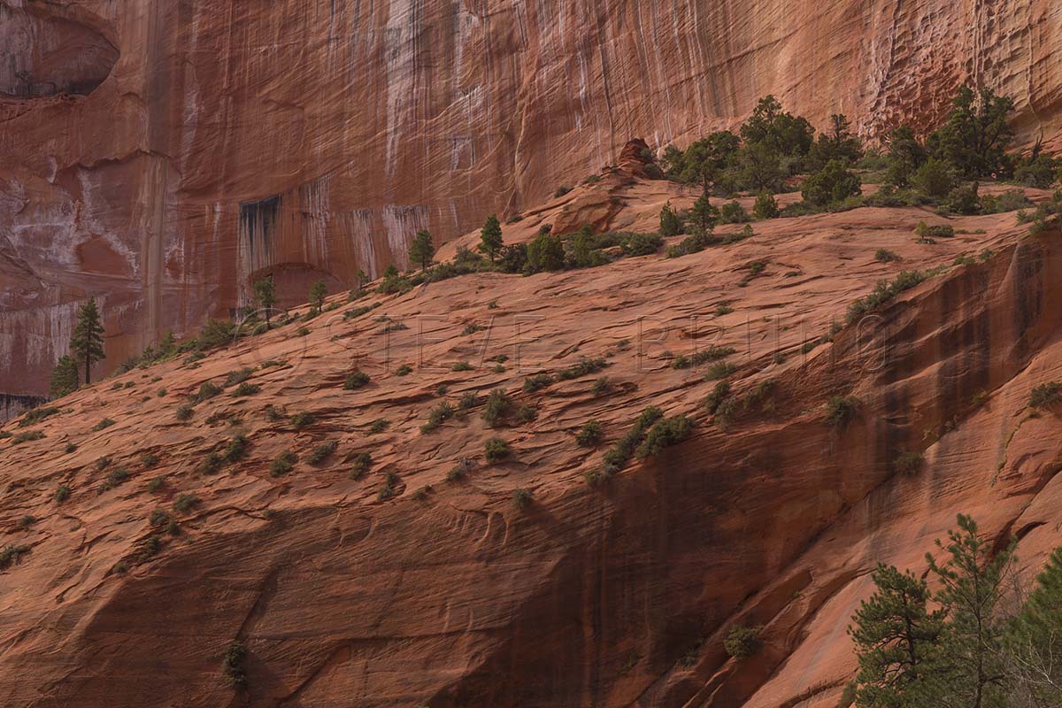 Taylor Creek Canyon, Zion National Park, Utah