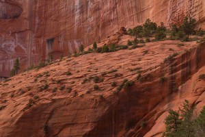 Taylor Creek Canyon, Zion National Park, Utah