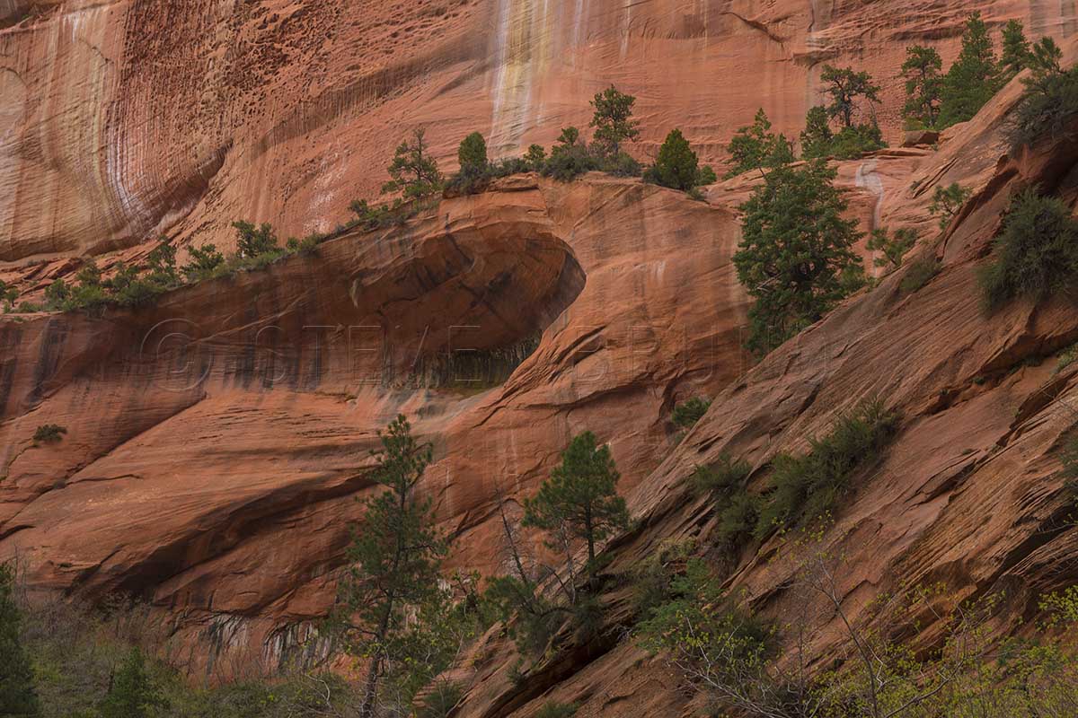 Taylor Creek Canyon, Zion National Park, Utah
