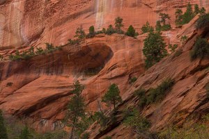 Taylor Creek Canyon, Zion National Park, Utah