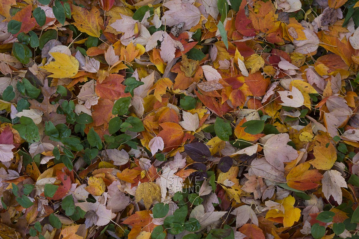 autumn, Freeway Park, Seattle, Washington