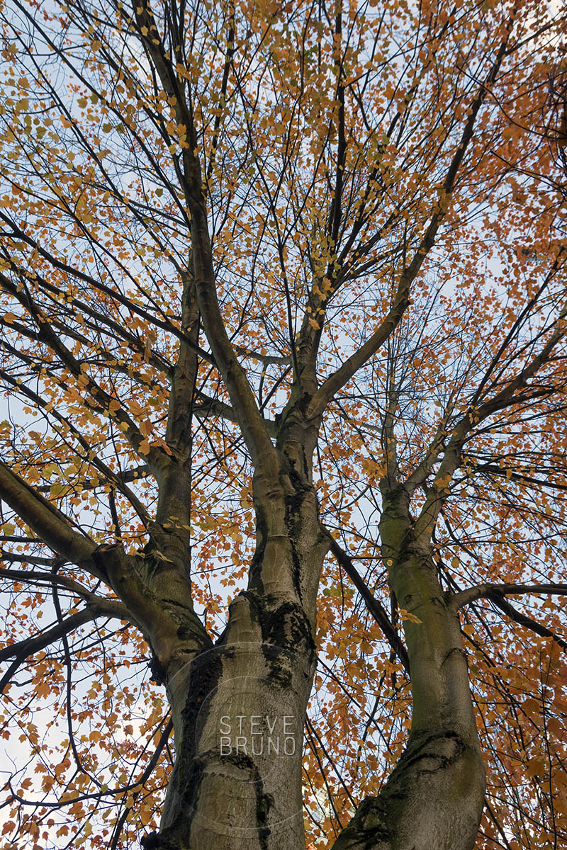 autumn, Freeway Park, Seattle, Washington