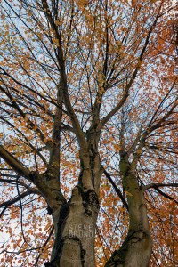 autumn, Freeway Park, Seattle, Washington