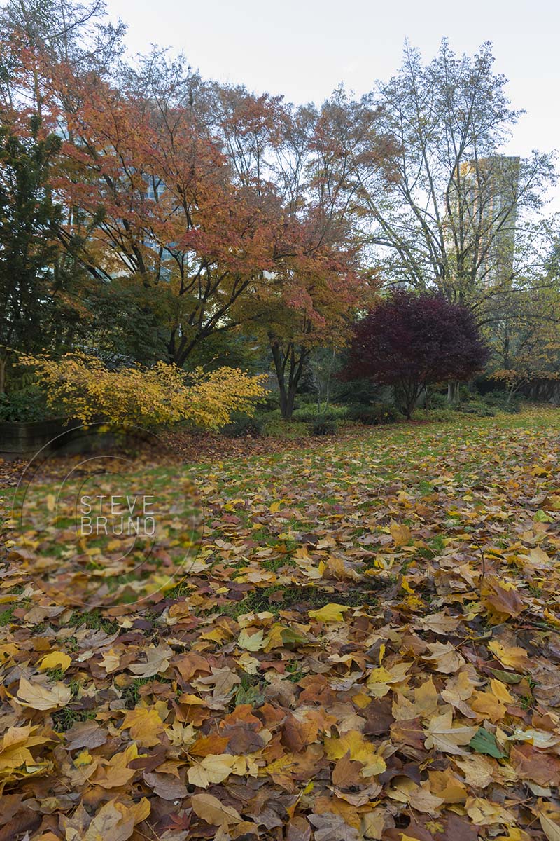 autumn, Freeway Park, Seattle, Washington