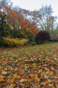 autumn, Freeway Park, Seattle, Washington