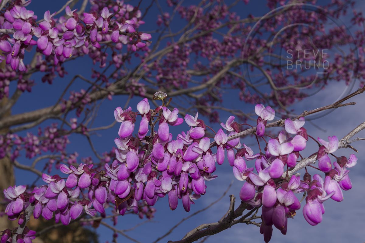 Redbud Tree in spring, Red Rock Canyon, Nevada