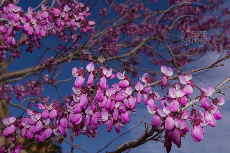 Redbud Tree in spring, Red Rock Canyon, Nevada