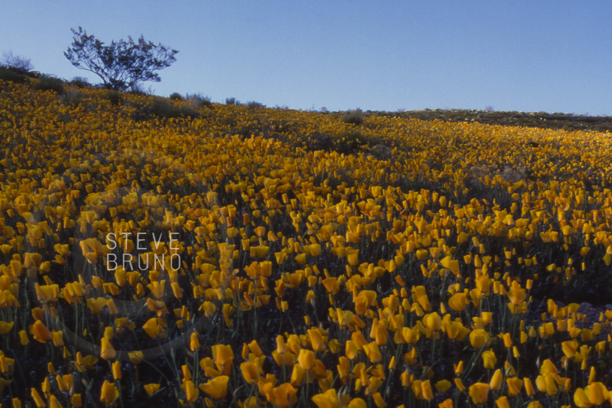 Spring poppies cover desert, southeastern Arizona