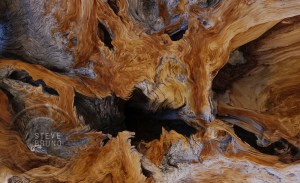 Bristlecone Pine root detail, Mount Charleston, Nevada