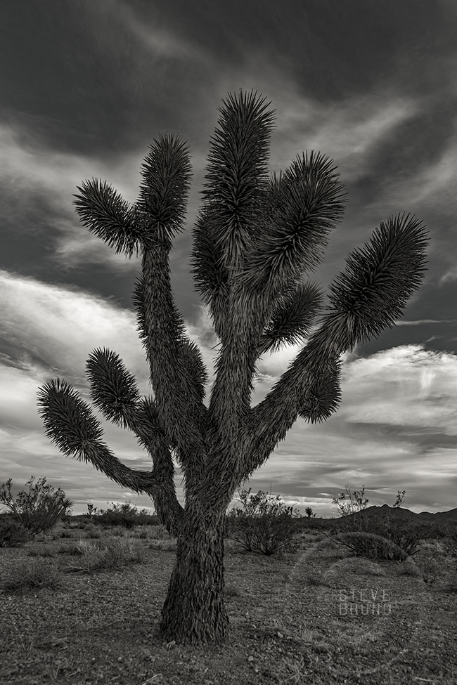 Joshua Tree, Mojave Desert, Nevada