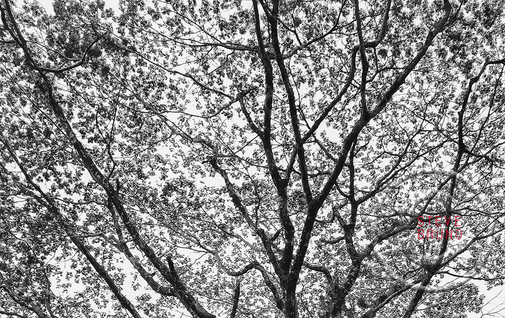 tree branches, patterns