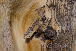Bristlecone Pine Root Detail - Nevada - Steve Bruno