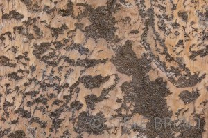 Canyon Wall Detail - Steve Bruno