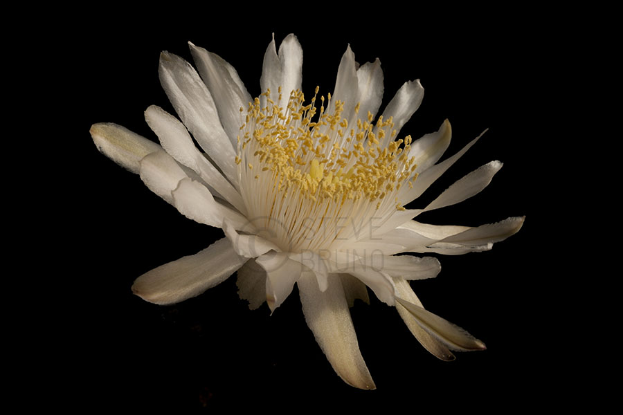 Cactus Flower Closeup - Steve Bruno