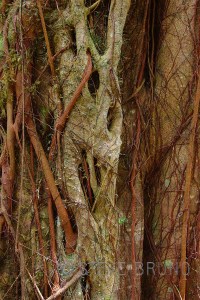 Entangled tree roots in Hawaii - Steve Bruno