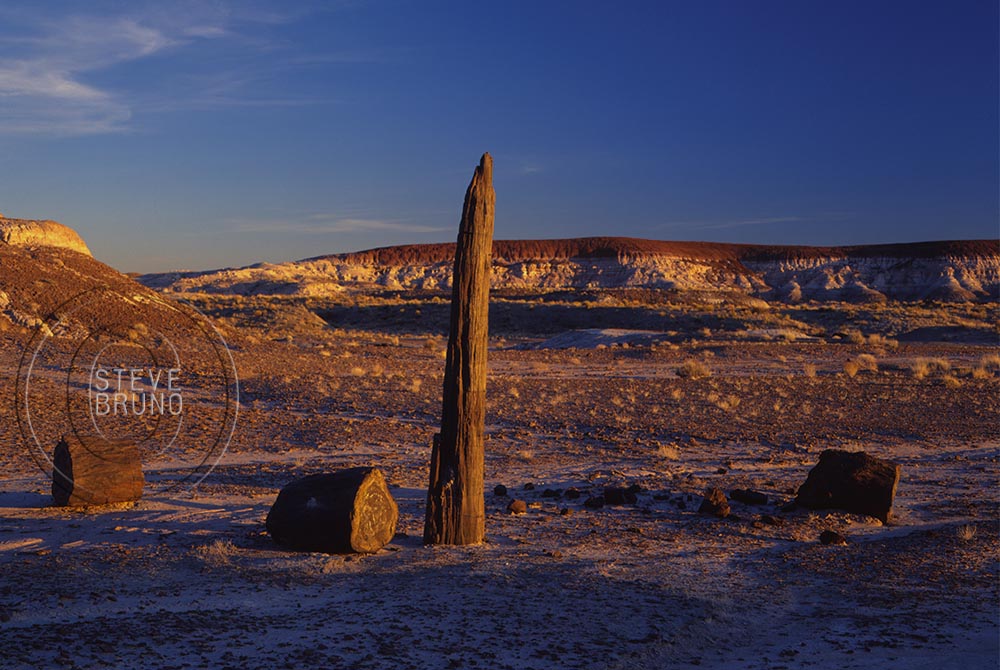 Petrified Forest National Park, Arizona - standing petrified trees - Steve Bruno - gottatakemorepix