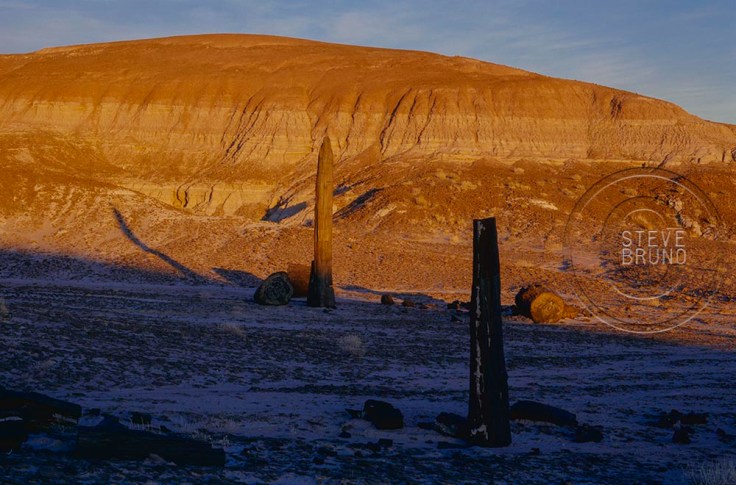 Standing Trees - Petrified Forest NP - Steve Bruno