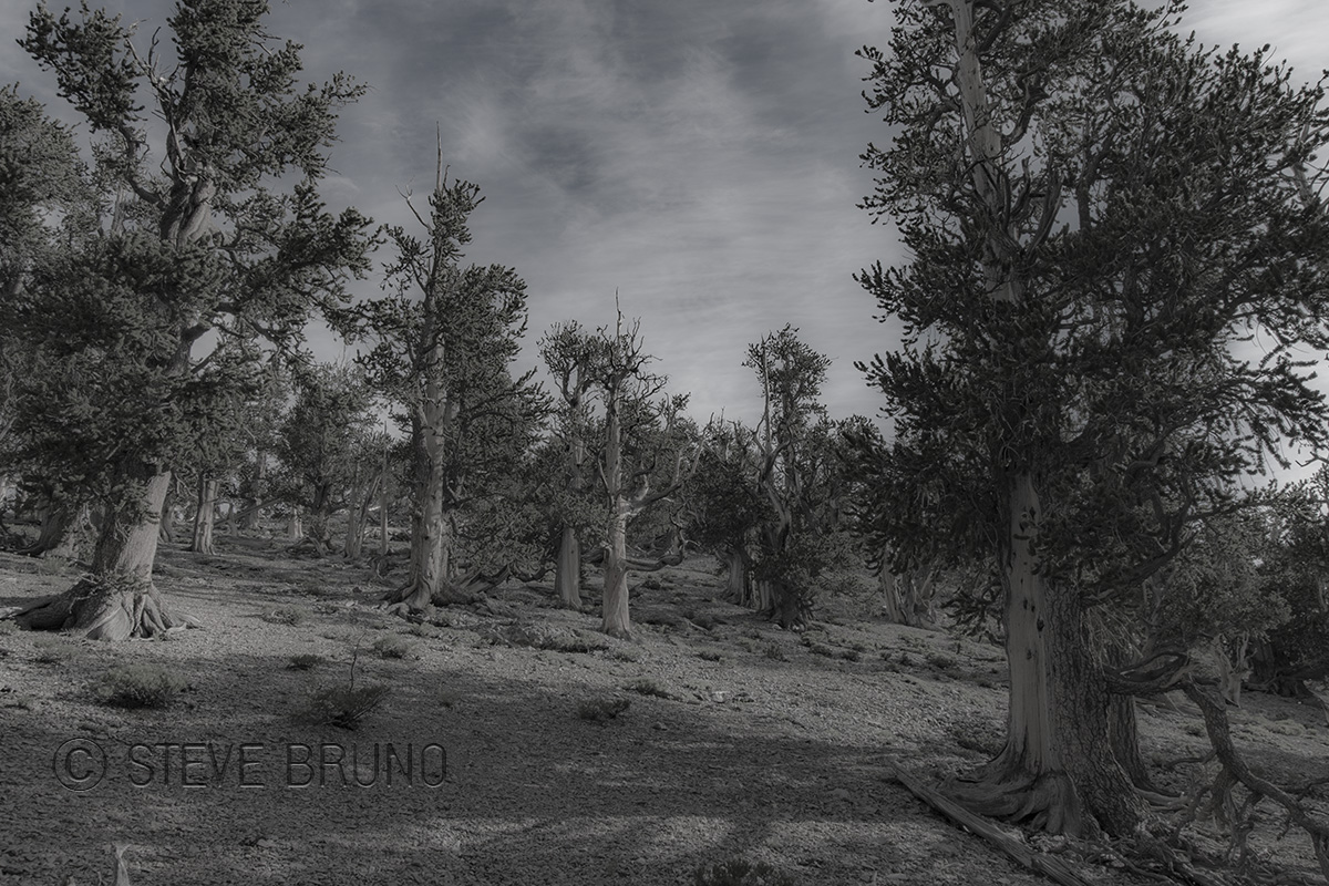 Bristlecone Pine forest, Mount Charleston, Nevada - Steve Bruno - gottatakemorepix
