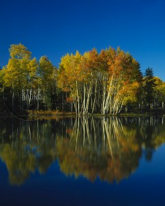 Aspen trees in autumn near Flagstaff, Arizona - Steve Bruno - gottatakemorepix