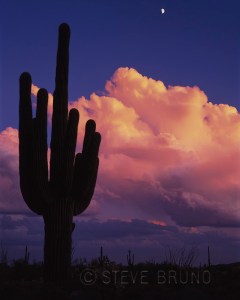 Lone saguaro cactus at sunset with moonrise