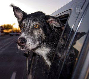 passenger dog - gottatakemorepix