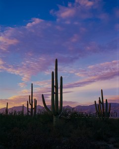 Saguaro National Park sunset, Arizona