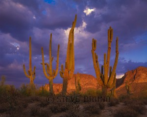 Group of older saguaro cacti at sunset, Arizona