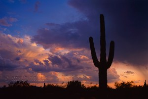Postcard saguaro cactus at sunset, Arizona
