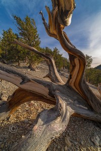 bristlecone pine nevada