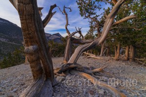 bristlecone pine nevada