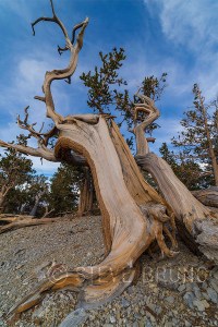 bristlecone pine nevada