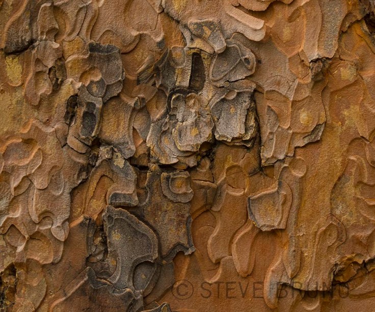 pine-tree-bark-detail