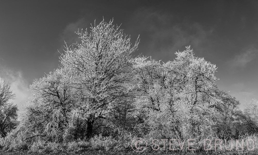 ice coated trees, Washington, Steve Bruno