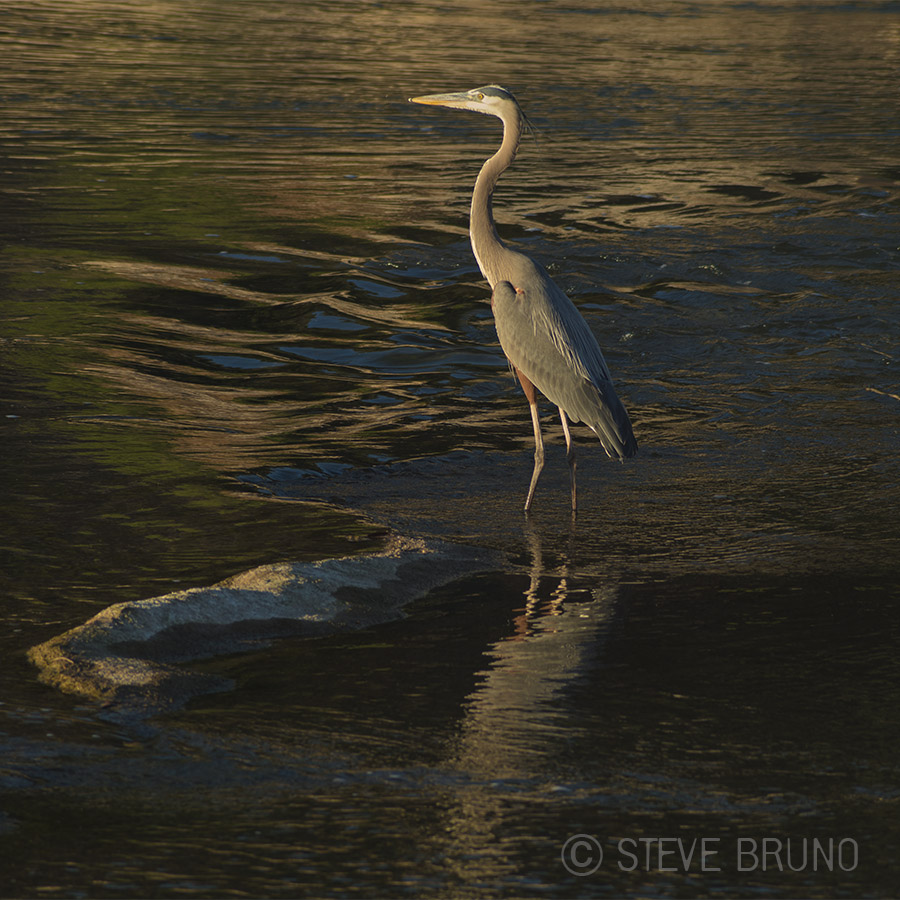 heron, Texas, gottatakemorepix