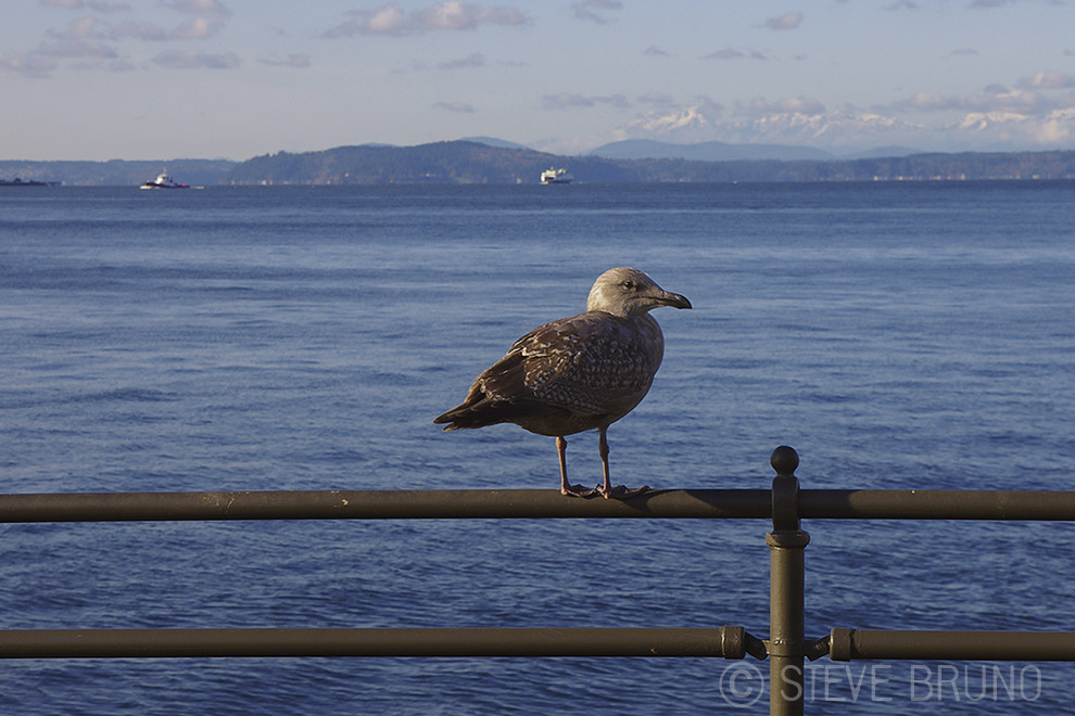 bird, gull, Seattle, Pacific Ocean, Steve Bruno