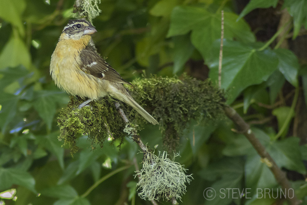 bird, tree, Oregon, Steve Bruno