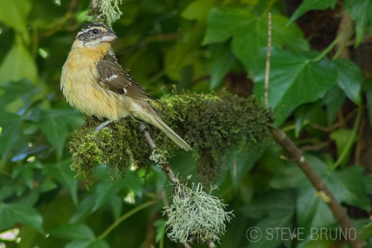 bird, tree, Oregon, Steve Bruno