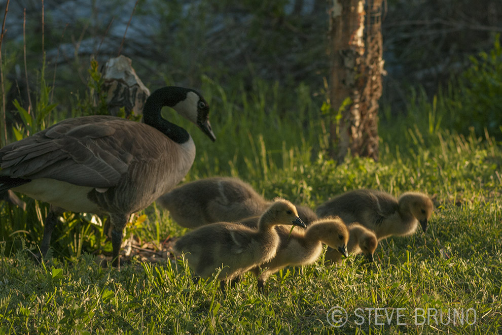 geese, Canada, gottatakemorepix