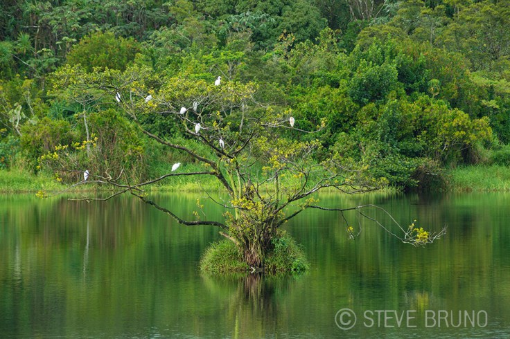 birds, Hawaii, gottatakemorepix