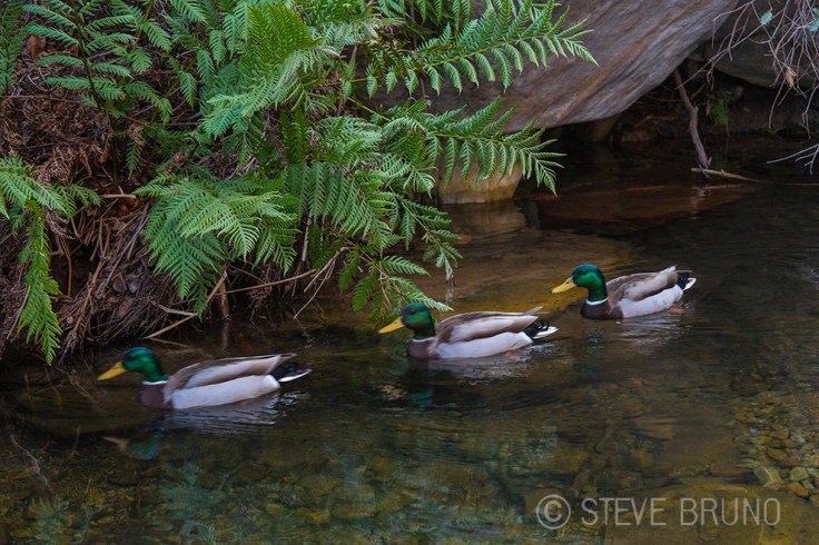 ducks, Red Rock Canyon, Nevada, Steve Bruno